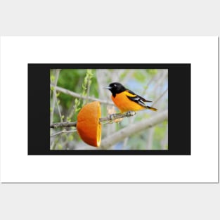 Baltimore Oriole Posters and Art